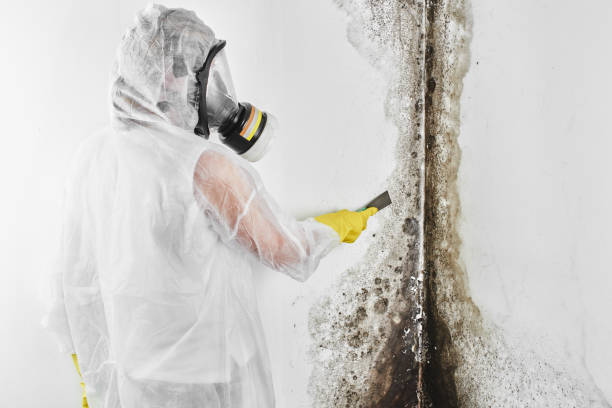 Best Attic Mold Removal  in Eastman, GA
