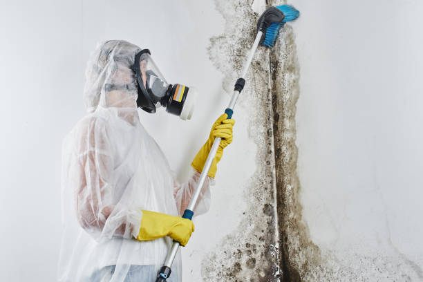 Best Same-Day Mold Removal  in Eastman, GA