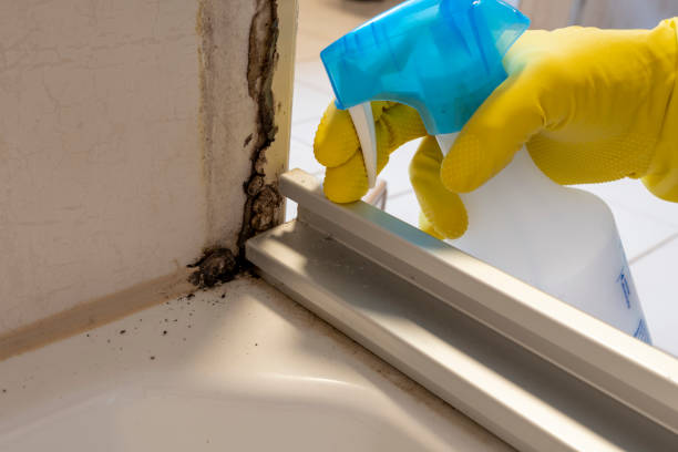 Mold Removal and Inspection in Eastman, GA