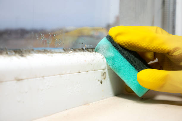 Best Mold Testing  in Eastman, GA